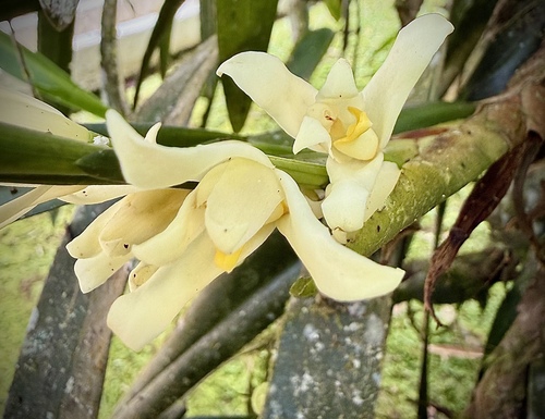 Maxillaria alba, photograph 6