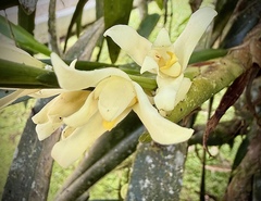 Maxillaria alba, photograph author not stated, no rights reserved