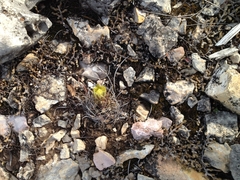 Ancistrocactus tobuschii