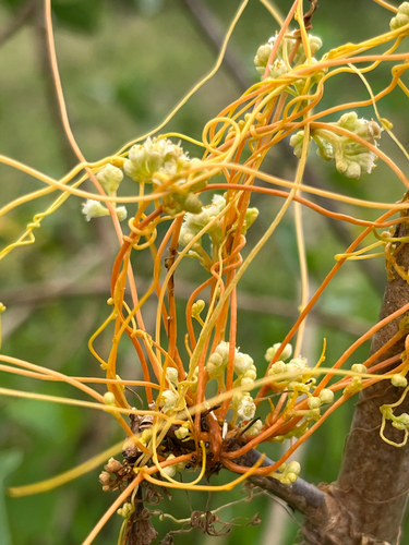 Cuscuta sandwichiana observed 2026-08-27
