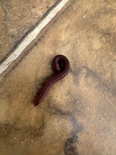 Rusty Millipede