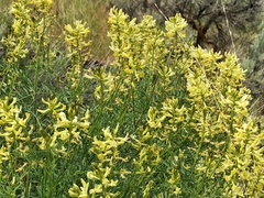 Astragalus eremiticus