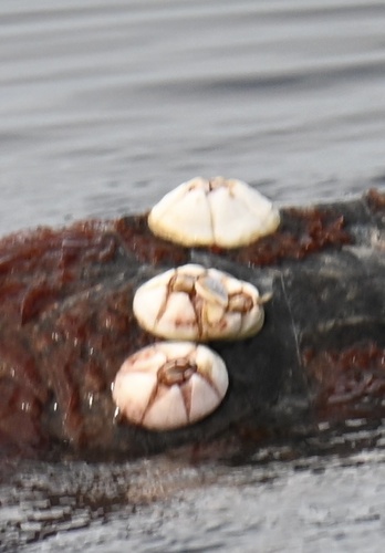 Chelonibia testudinaria observed 2026-08-27