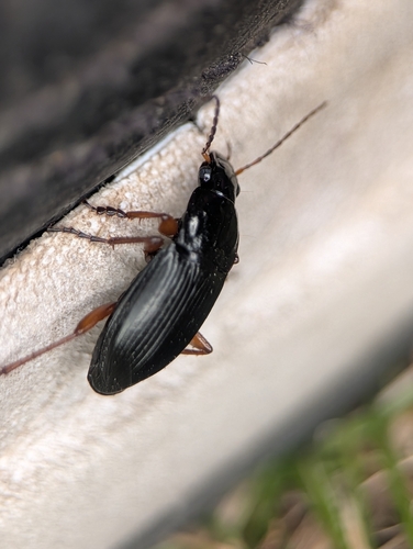 Dark-footed Harp Ground Beetle