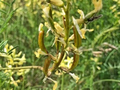 Astragalus eremiticus