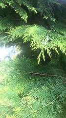 Chamaecyparis lawsoniana