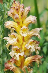 Orobanche lutea