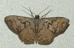 Idaea subfervens