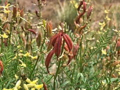 Astragalus eremiticus