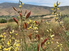 Astragalus eremiticus
