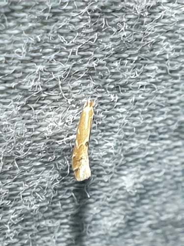 Goldenrod Leafminer (Cremastobombycia solidaginis)