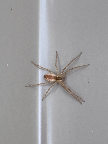 American Nursery Web Spider