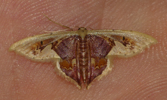 Idaea flavicosta