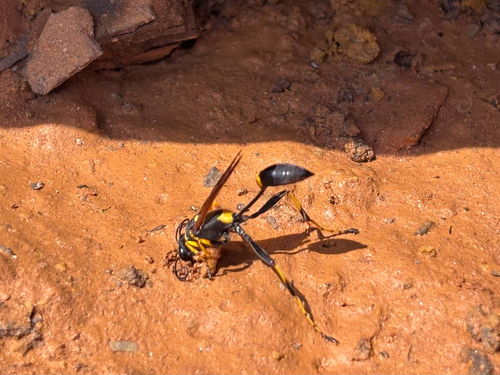 Yellow-legged Mud-dauber Wasp