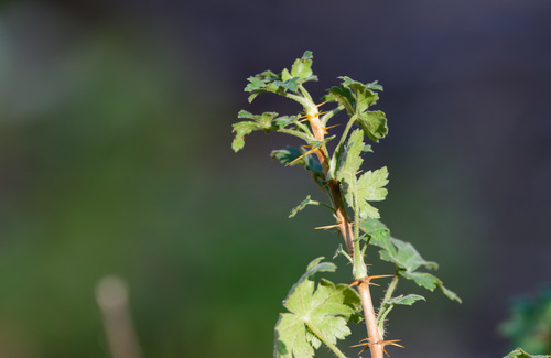 Ribes montigenum, photograph 6