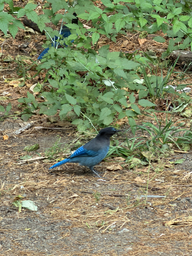 iNaturalist observation photo of Steller's Jay