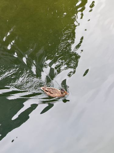 iNaturalist observation photo of Mallard