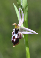 Ophrys reinholdii