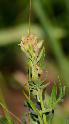Polemonium foliosissimum, photograph 1