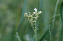 Polemonium foliosissimum