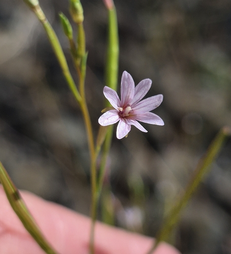 panicled willowherb