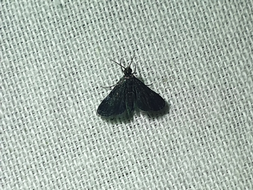 Black Duckweed Moth (Elophila tinealis)
