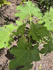 Montanoa hibiscifolia