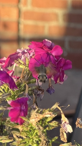 Eurasian Hummingbird Hawkmoth