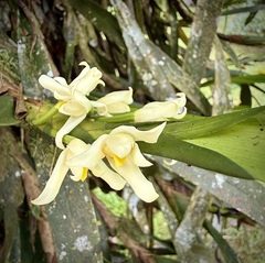 Maxillaria alba