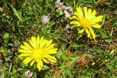 Grindelia stricta angustifolia