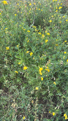 sickle alfalfa