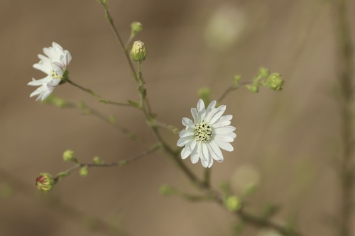 Hemizonia congesta, photograph 3