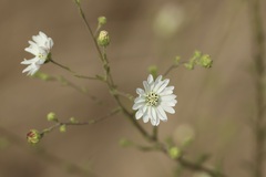 Hemizonia congesta, photograph (c) er-birds, some rights reserved (CC BY)