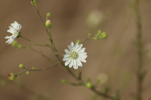 Hemizonia congesta, photograph 4
