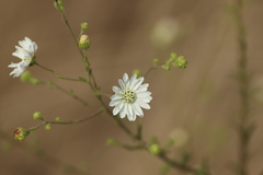 Hemizonia congesta, photograph (c) er-birds, some rights reserved (CC BY)
