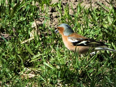 Fringilla coelebs