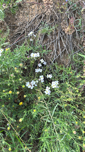 Dontostemon integrifolius