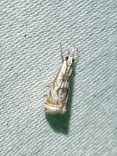 Elegant Grass-veneer (Microcrambus elegans)