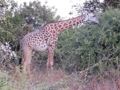 Giraffa camelopardalis thornicrofti