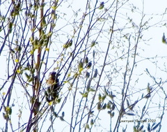 Coccothraustes coccothraustes