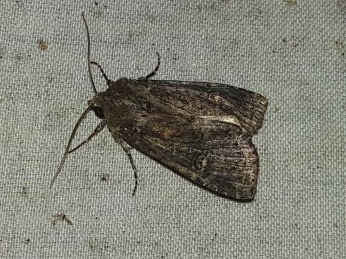 Doubtful Apamea Moth (Apamea dubitans)