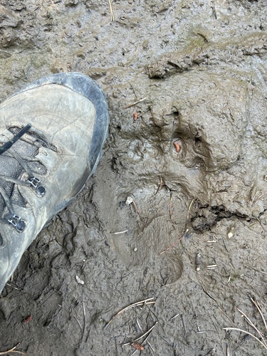 Black Bear sighting near Alexander Mackenzie Heritage (Grease) Tr Or Nuxalk-Carrier Grease Trail