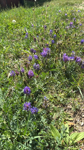 Laxmann's Milkvetch