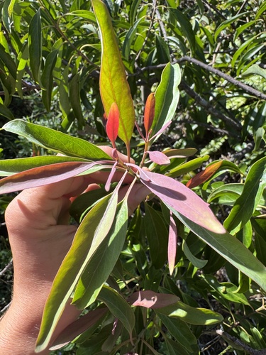 Santalum freycinetianum observed 2026-08-26