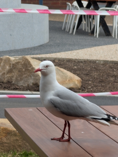 Silver Gull