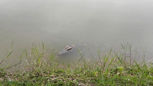 Siamese Crocodile