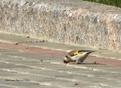 Carduelis carduelis