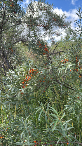 Sea-buckthorn
