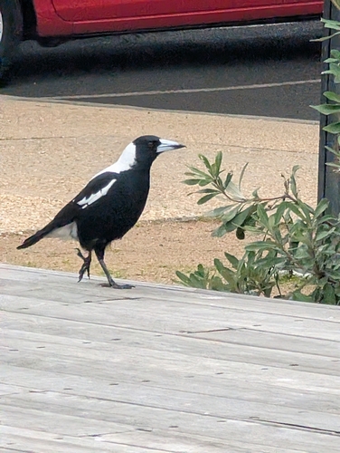 Southeastern White-backed Magpie