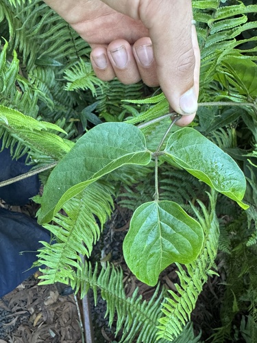 Canavalia galeata observed 2026-08-26